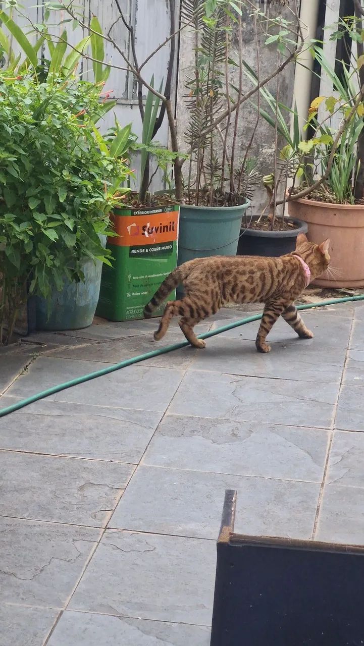 Bengal - Foto 5