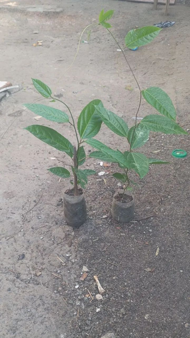 Mudas de maracujá 