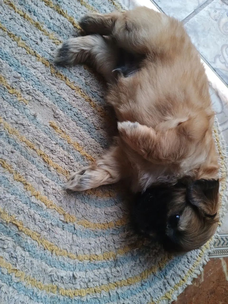 Pets - Foto 2