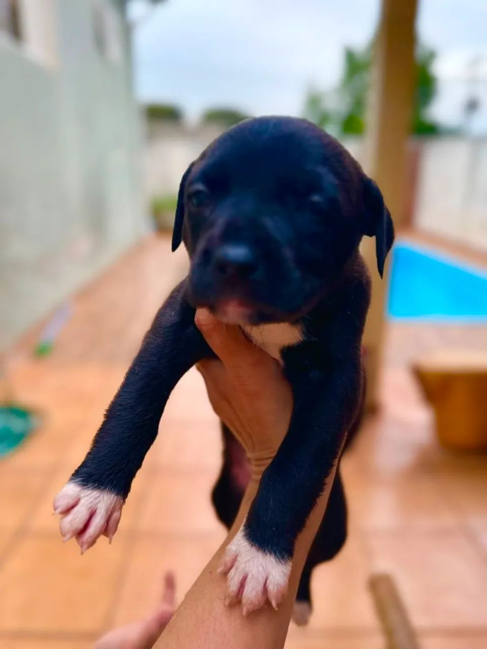 American Bully  - Foto 5