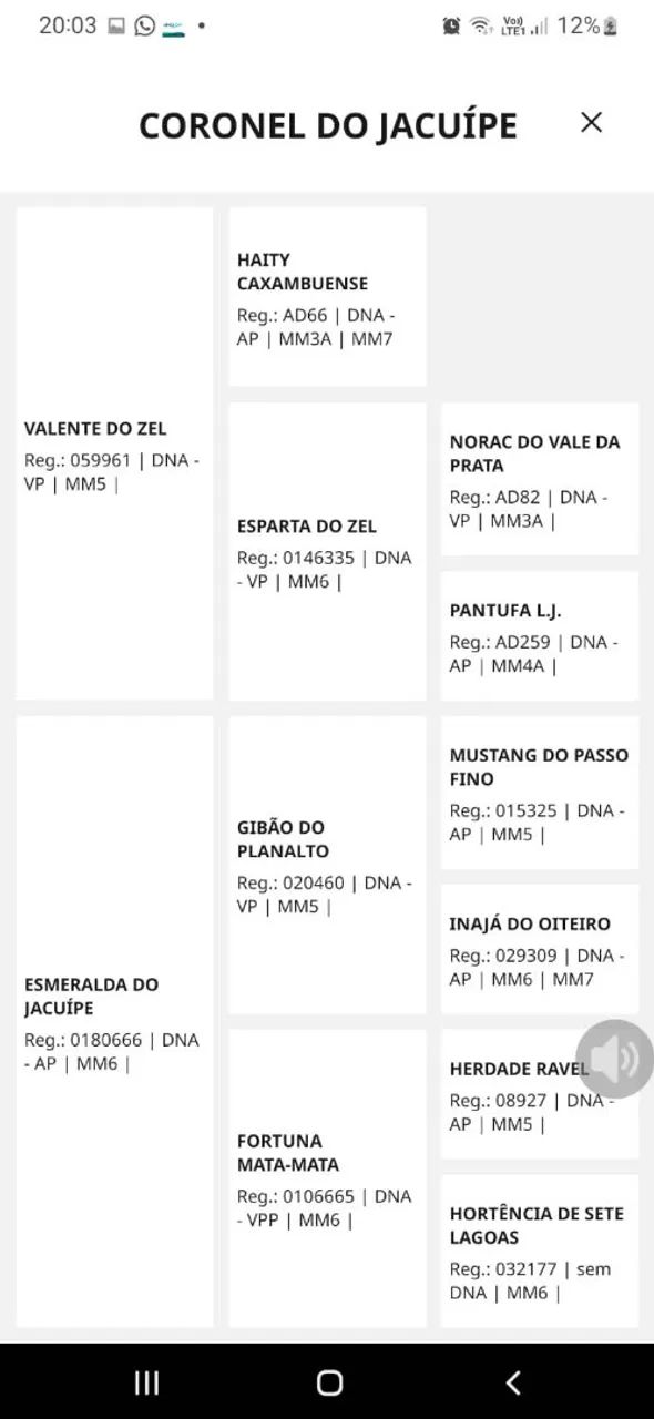 Potro mangalarga macha picada 3 anos de idade  - Foto 3