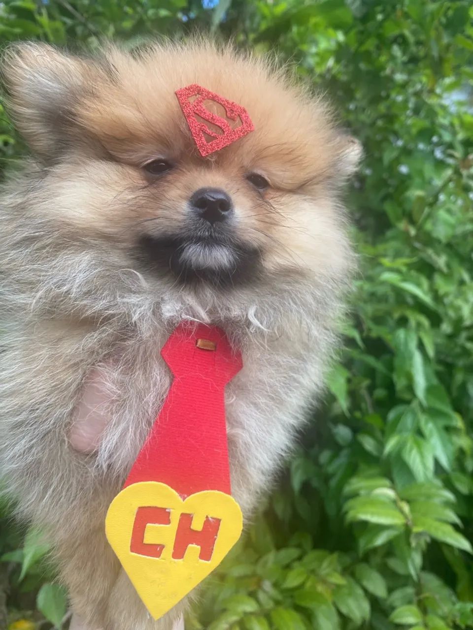 Cachorro  - Foto 3