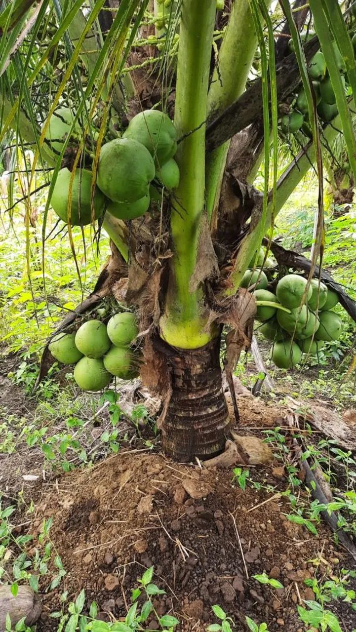 Côco 