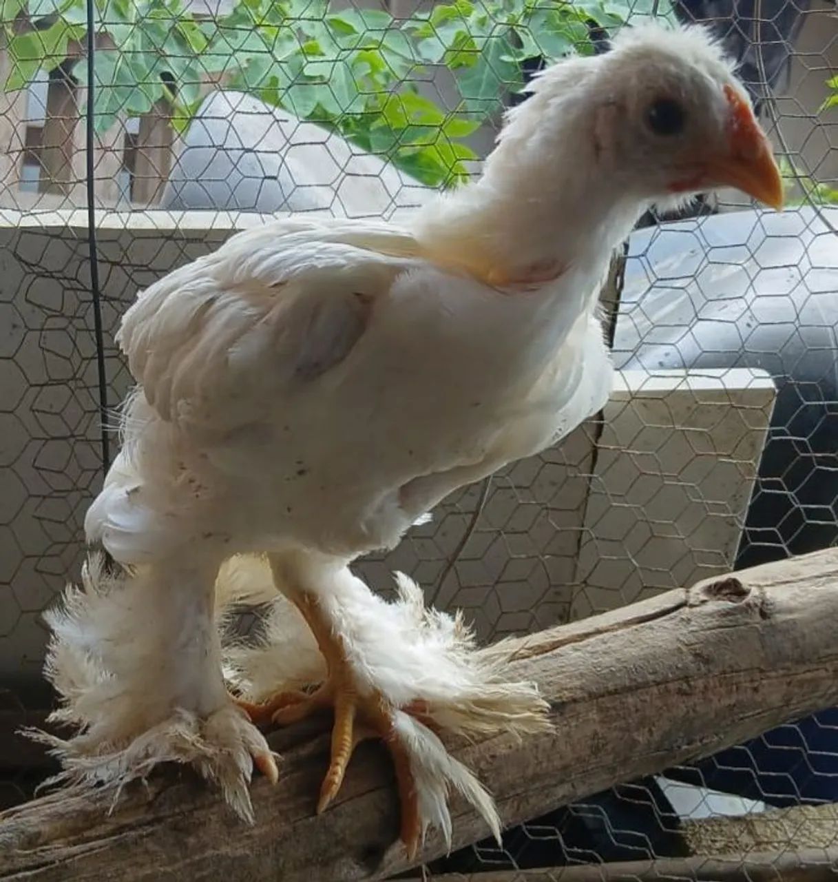 Vendo pintinhos da raça Brahma 