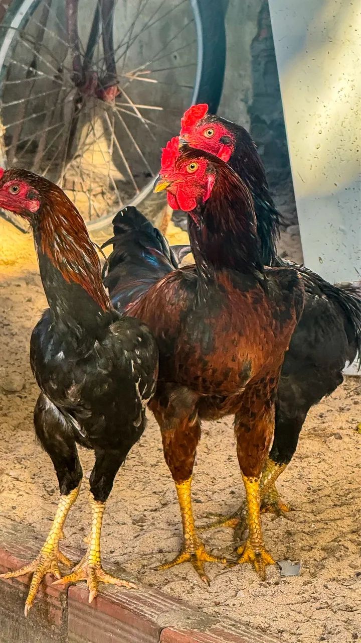GALOS E GALINHAS CAIPIRAS  - Foto 4