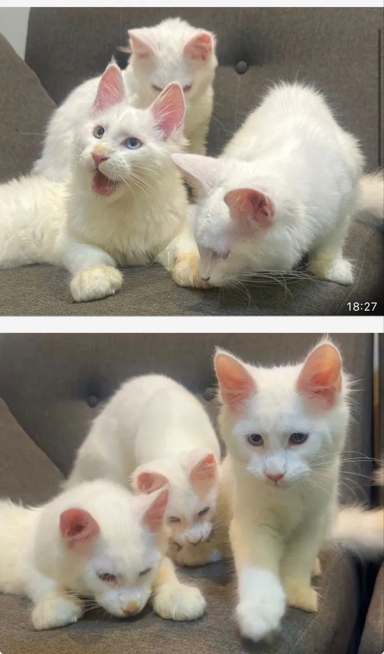 Animais  - Foto 2