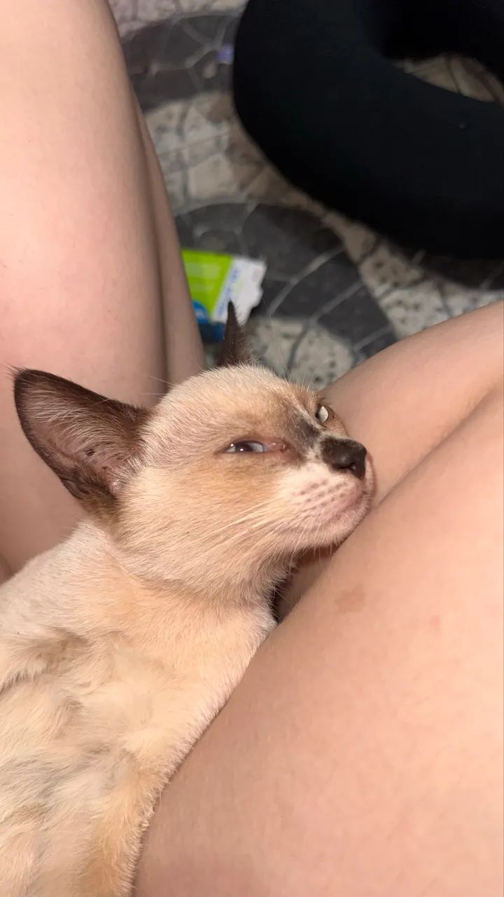 Gato macho adoção - Foto 5