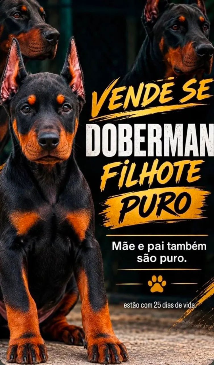 Filhote de Dobermam 