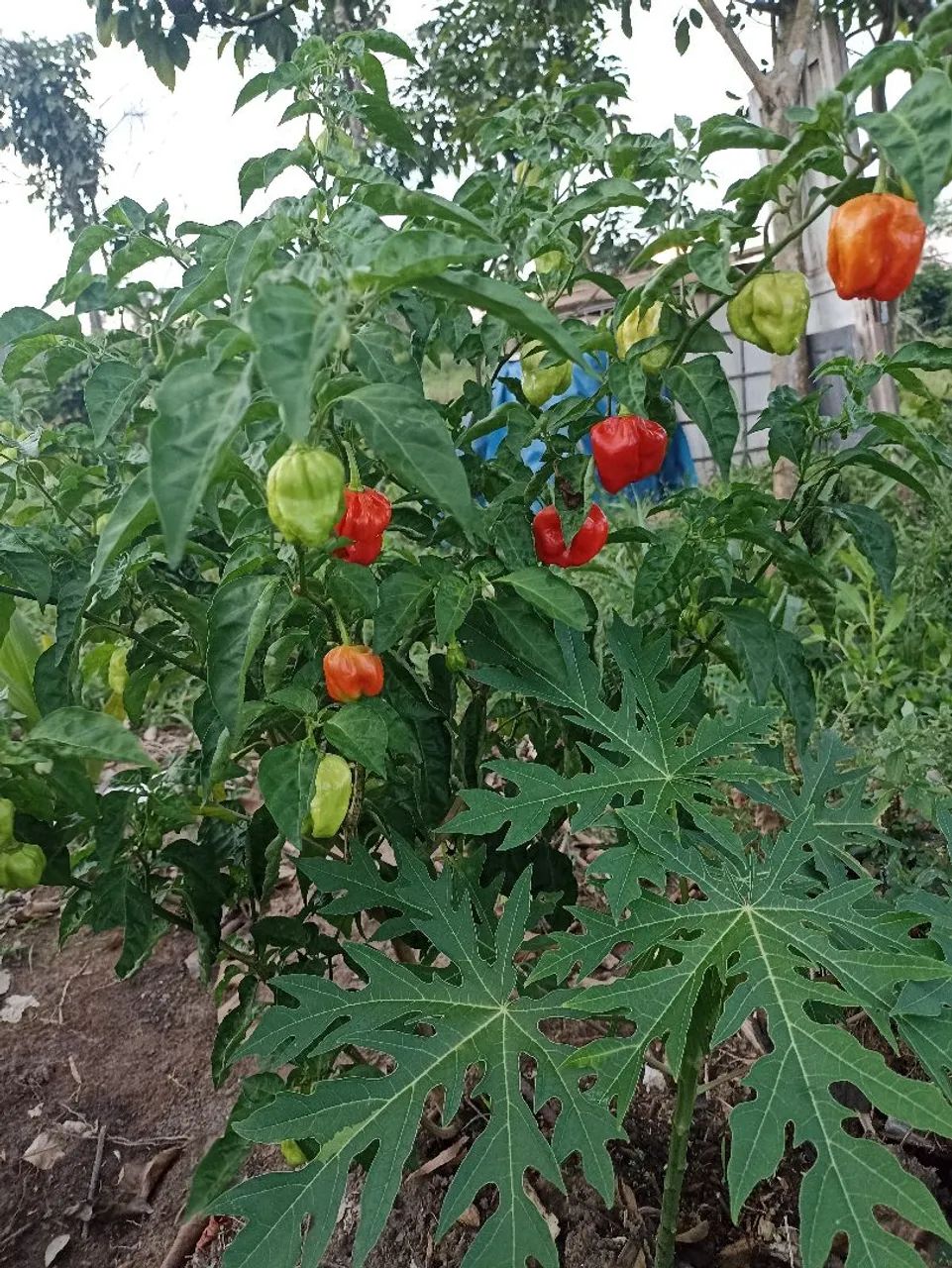 CHÁCARA ÀS MARGENS DO RIO PARAUAPEBAS  - Foto 2