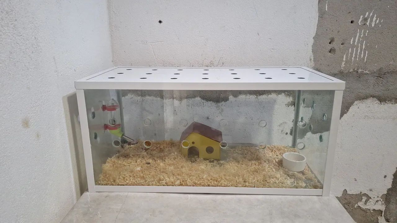 Hamster Sírio  - Foto 5