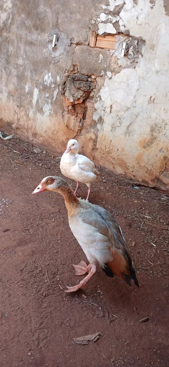 Casal de ganso do egito 