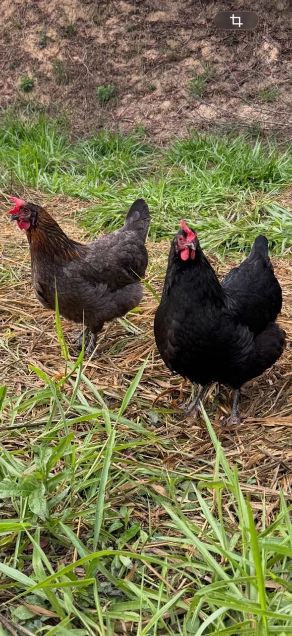 Ovos marans  - Foto 5