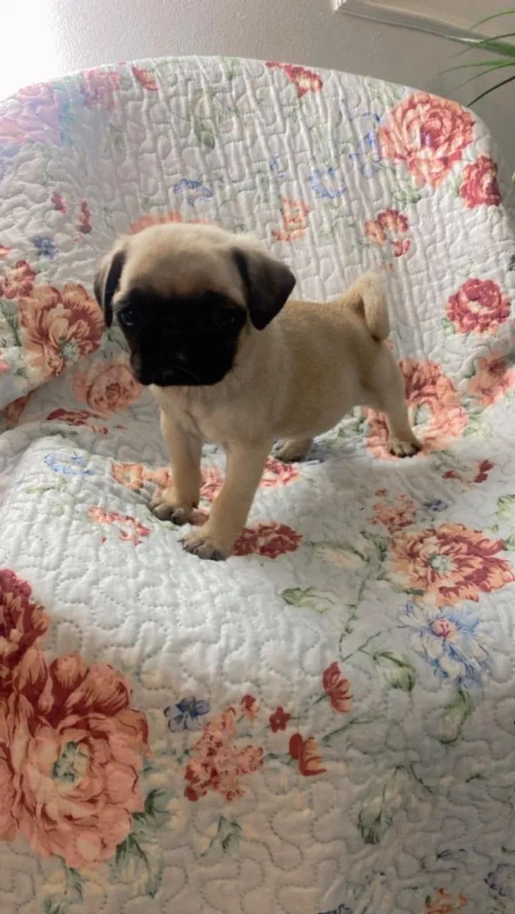 Pug macho