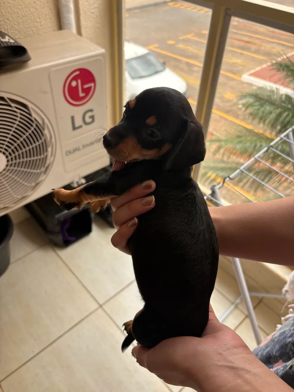 Cofap/Dachshund - Foto 3