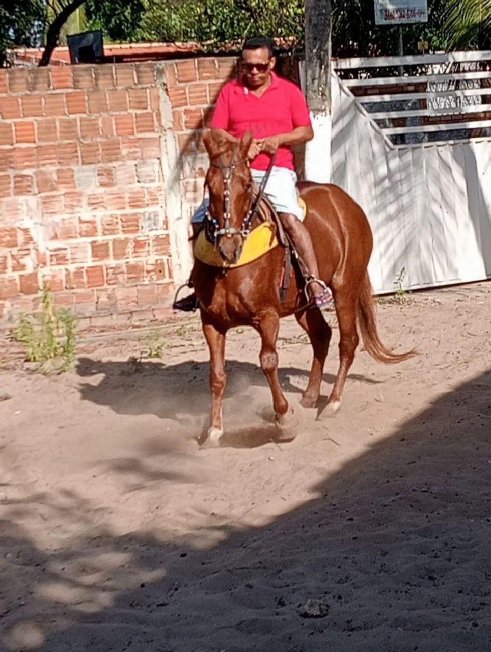 Cavalo  - Foto 3