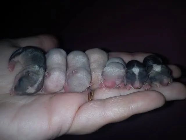 Vendo Filhotes de Gerbil ( Esquilo da Mongolia) - Foto 3