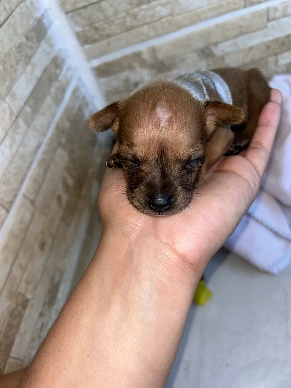 Vende-se cachorro 