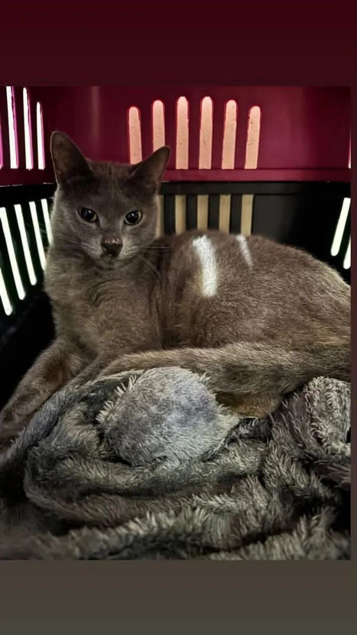 Gata castrada