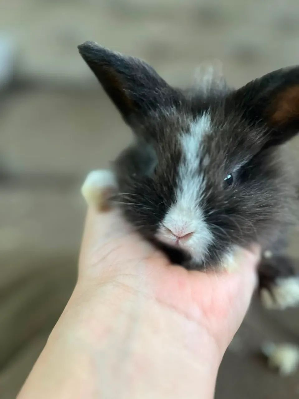 Mini coelho  - Foto 2