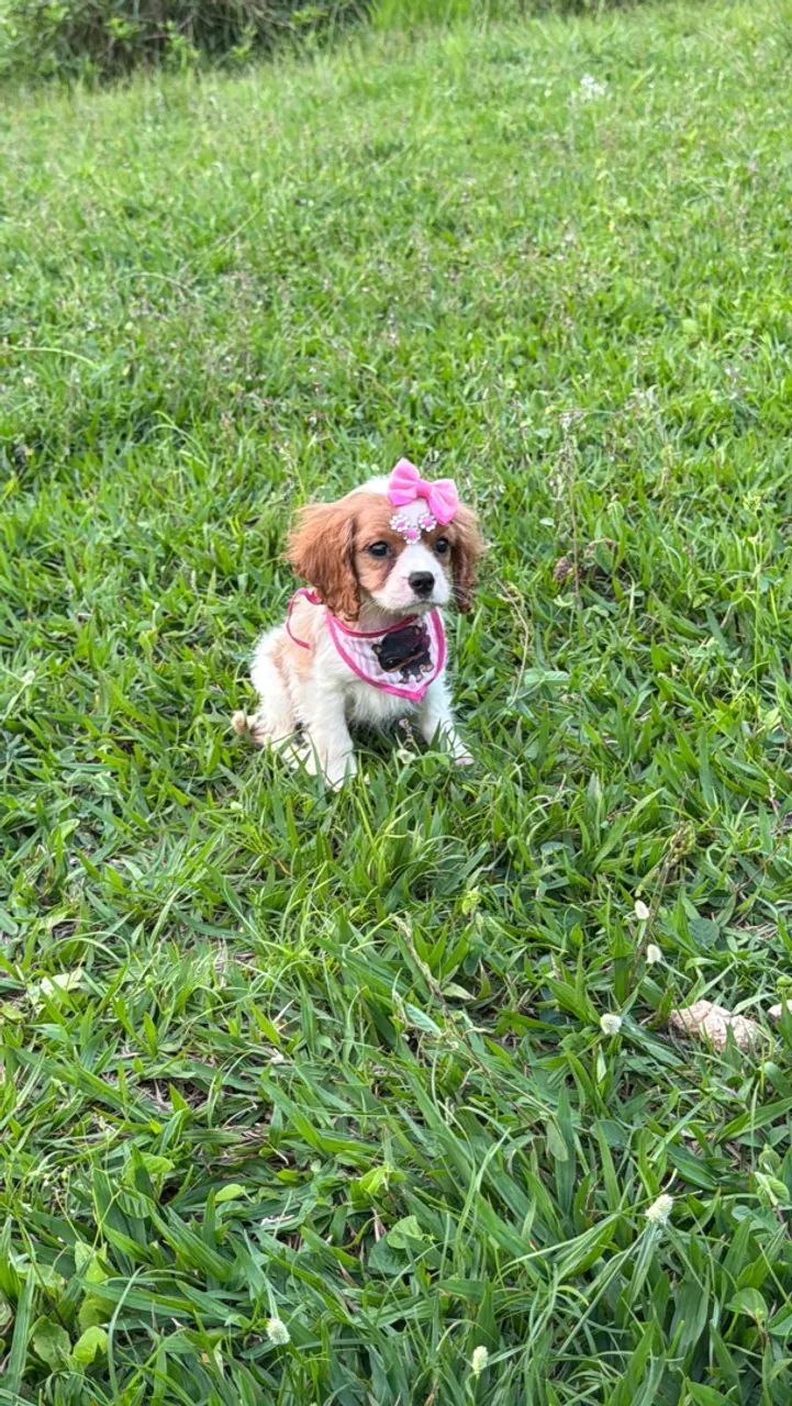 CAVALIER KING CHARLES SPANIEL !!? - Foto 2