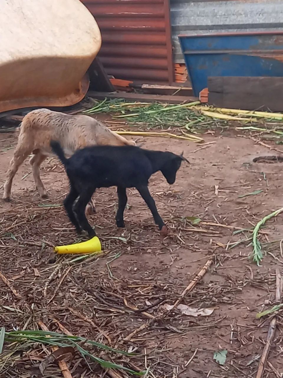Bode gordo é Bem tratado todos inteiros e com chifre  - Foto 5