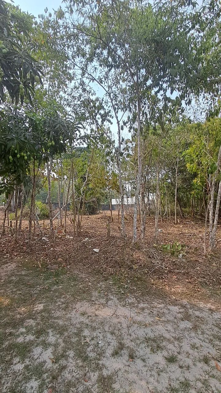 Serviços de roçador  - Foto 4