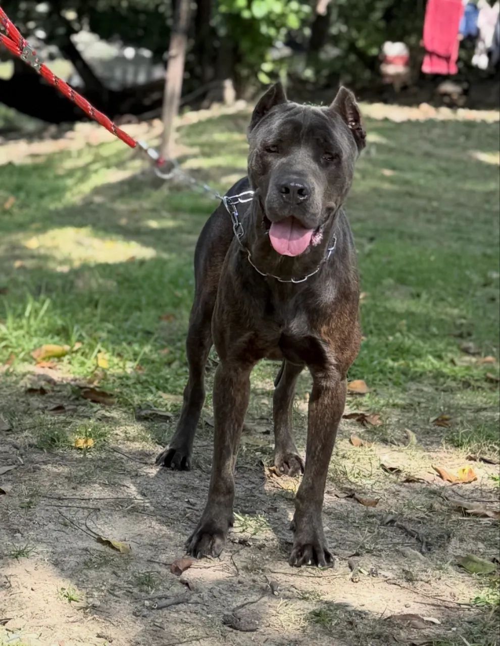 CANE CORSO (MACHO)  - Foto 4