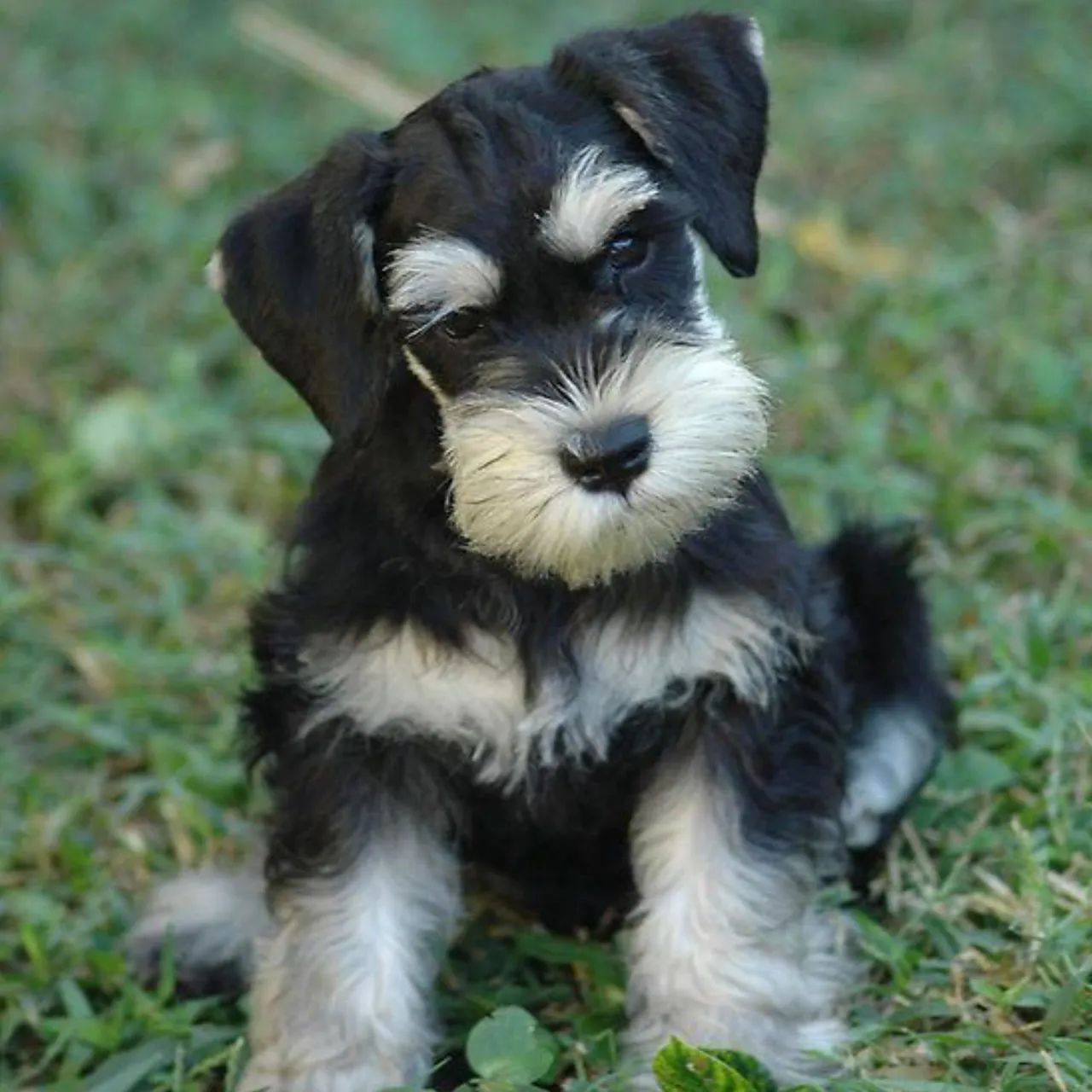 Schnauzer a pronta entrega 