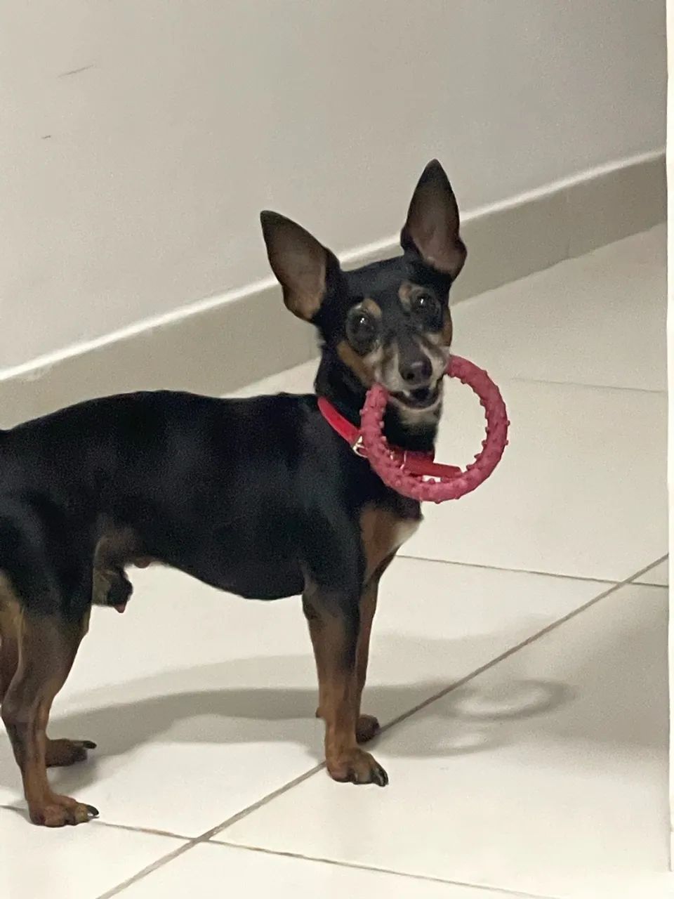 Adota-se Pinscher - Foto 3
