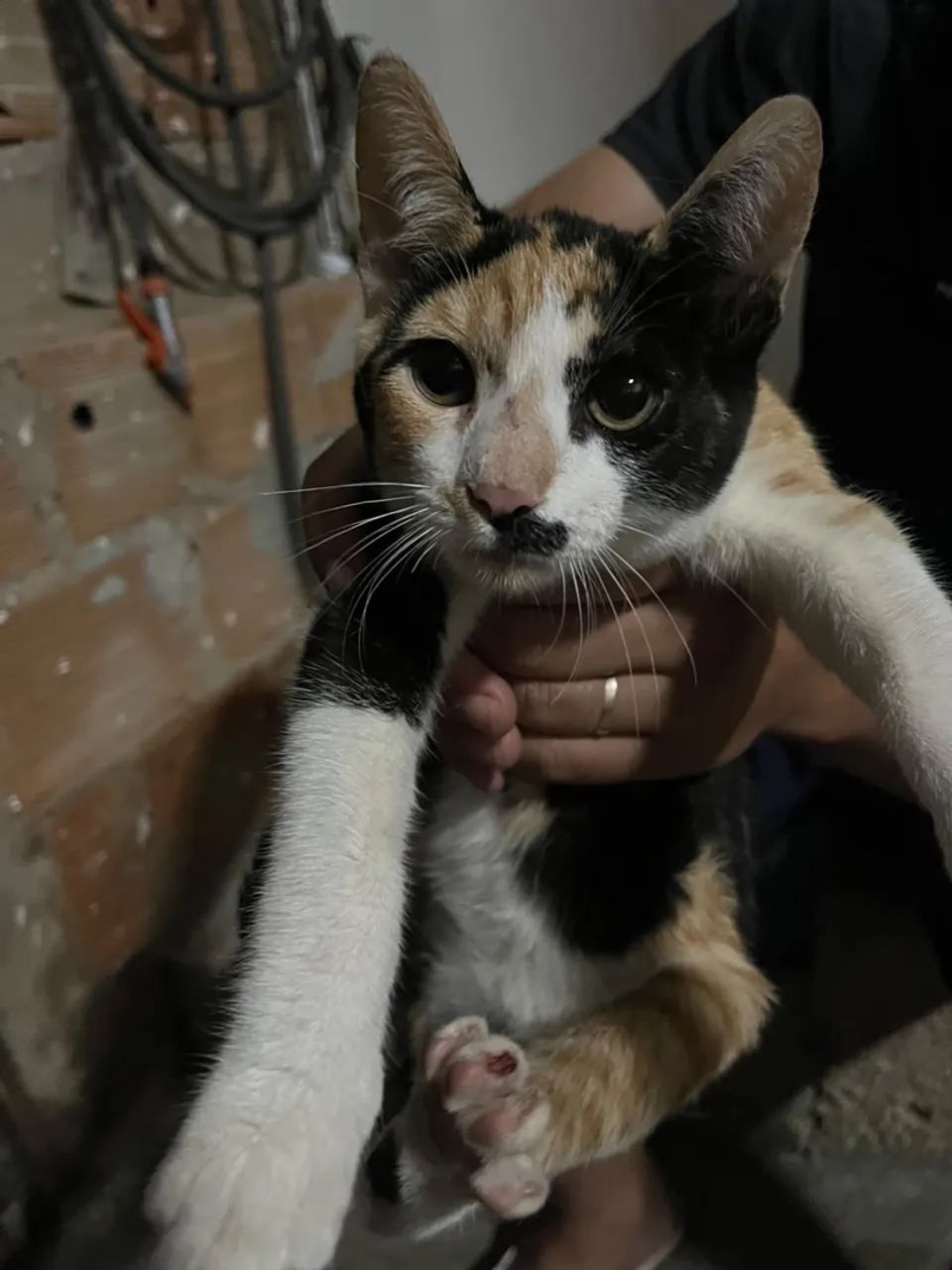 Adoção de gata 