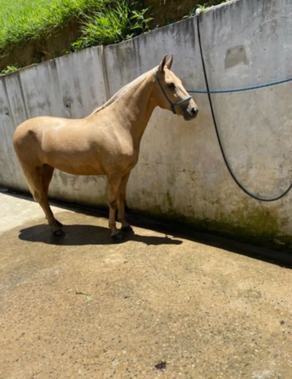 CAVALO ÉGUA MANGALARGA  - Foto 4