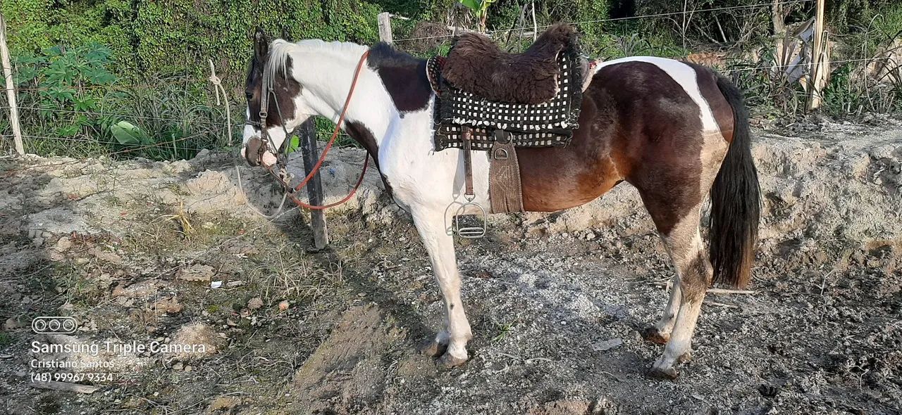 Egua de laço e montaria toda prova - Foto 2