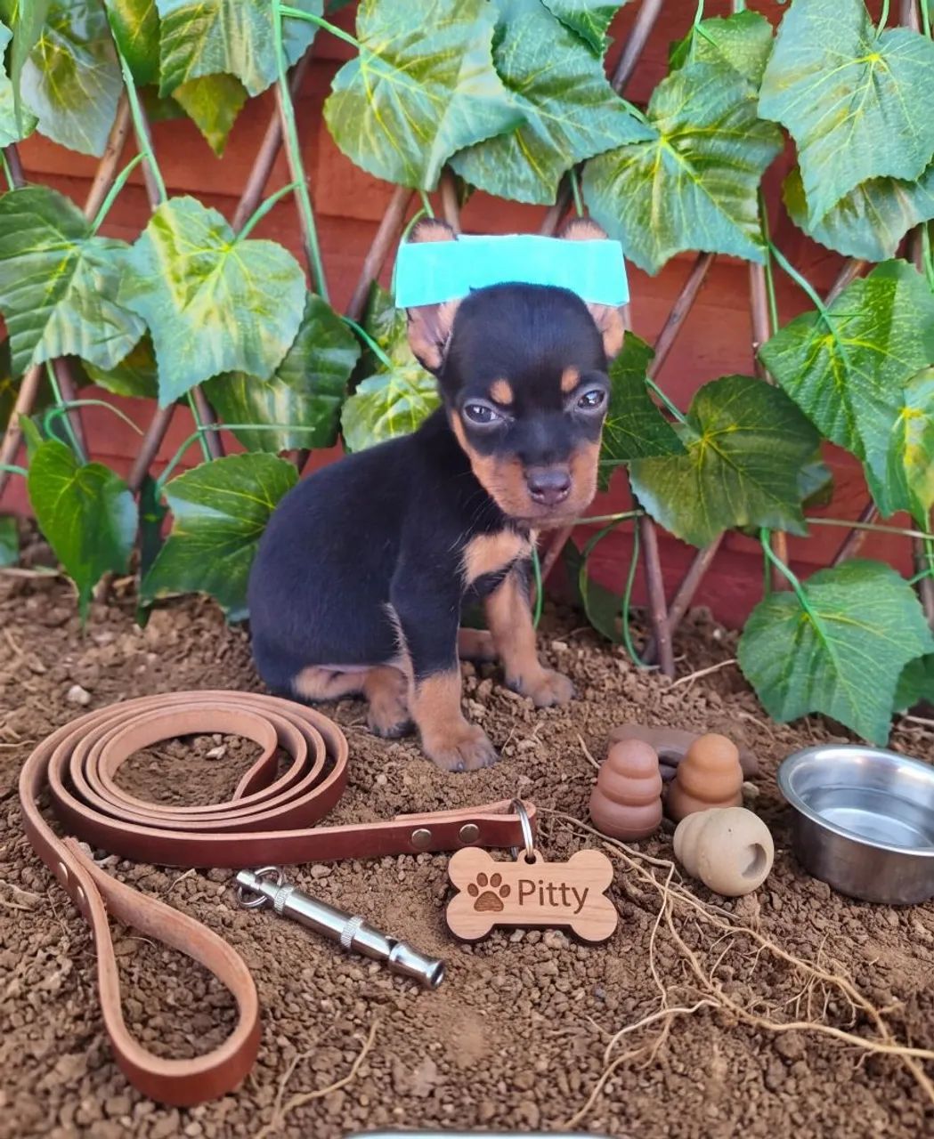 Pinscher zero