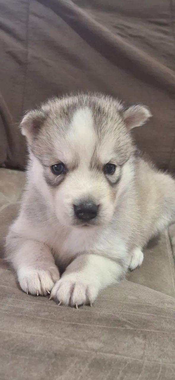 Filhotes de husky siberiano 