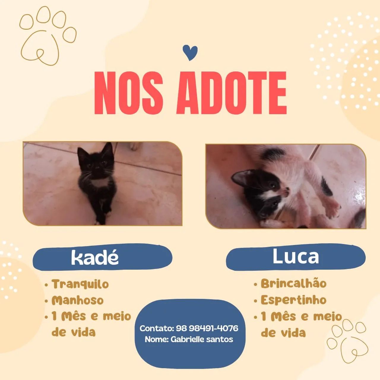 DOAÇÃO DE GATOS ( URGÊNCIA ) - Foto 3