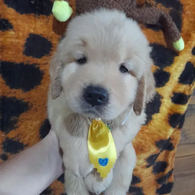 Golden