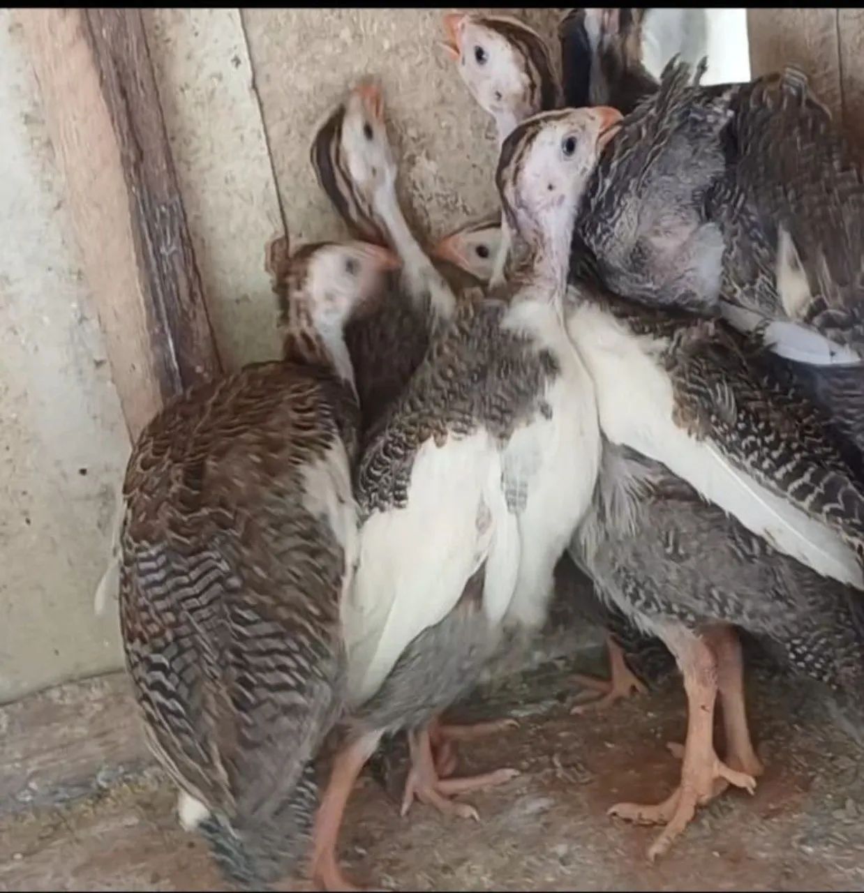 Filhotes de Galinha de Angola - Foto 3