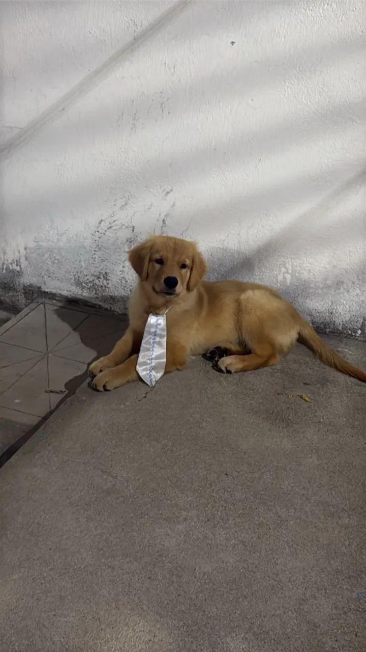 Golden retriever macho - Foto 4