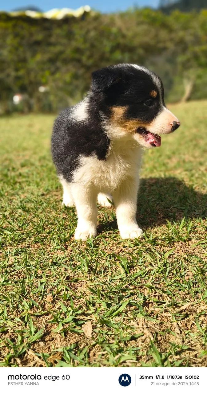 Filhotes border collie  - Foto 2