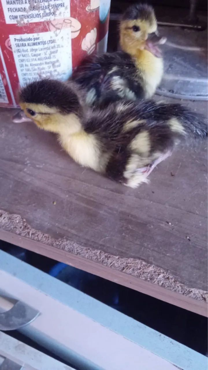 Galinhas e Patos - Foto 3