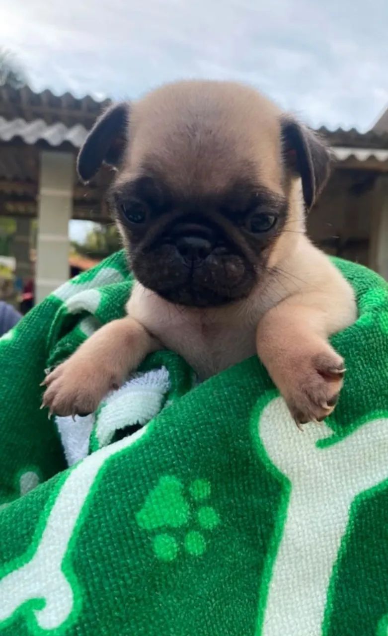 Pug macho disponível  - Foto 3