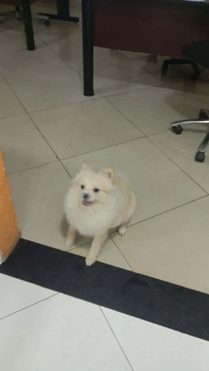 Spitz alemão - Foto 3