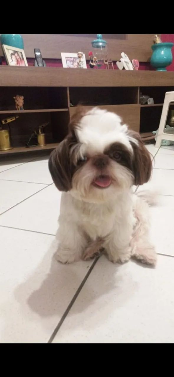 Shih Tzu Chocolate com Branco  - Foto 5