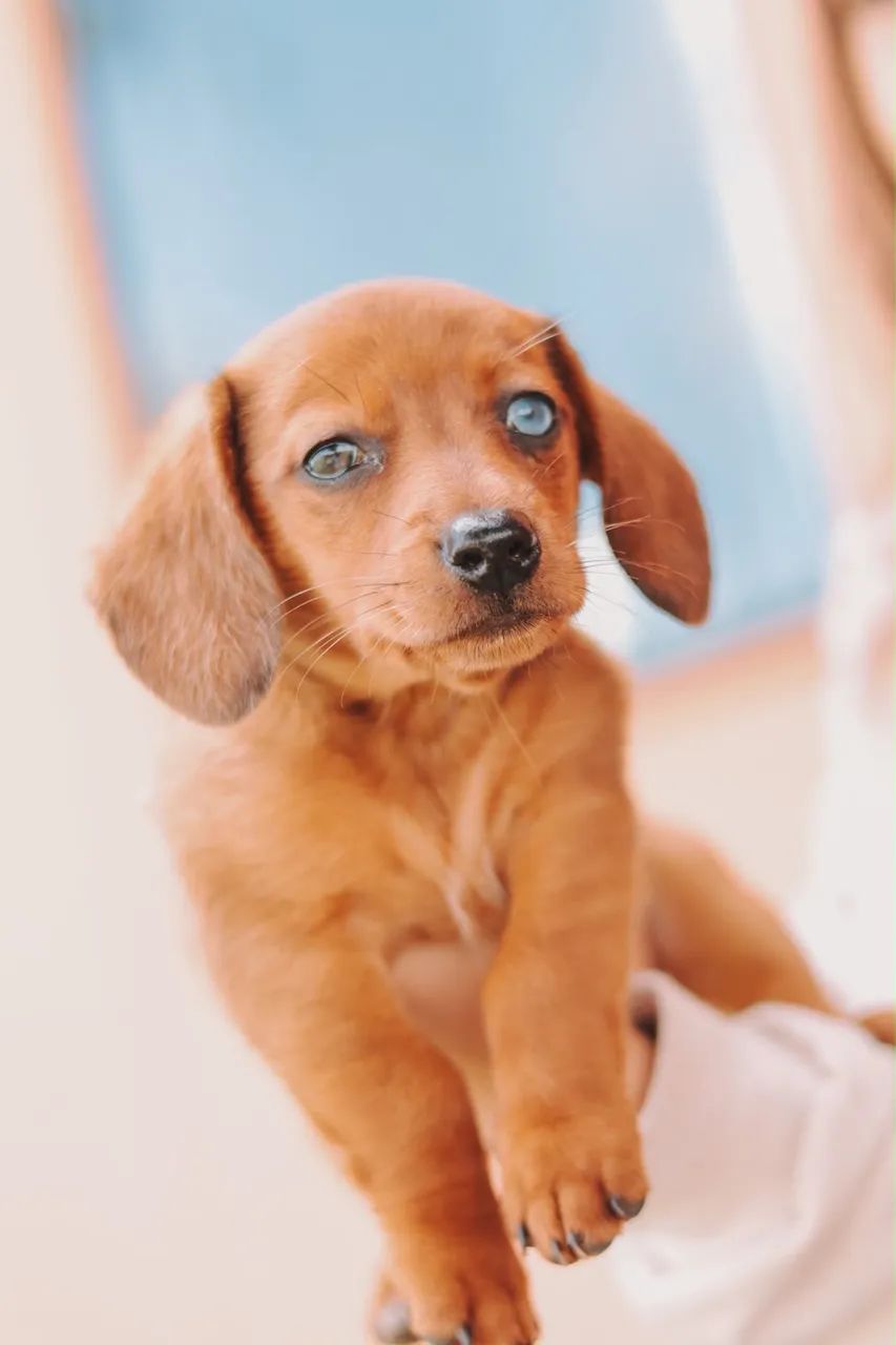 Fêmea dachshund  - Foto 2