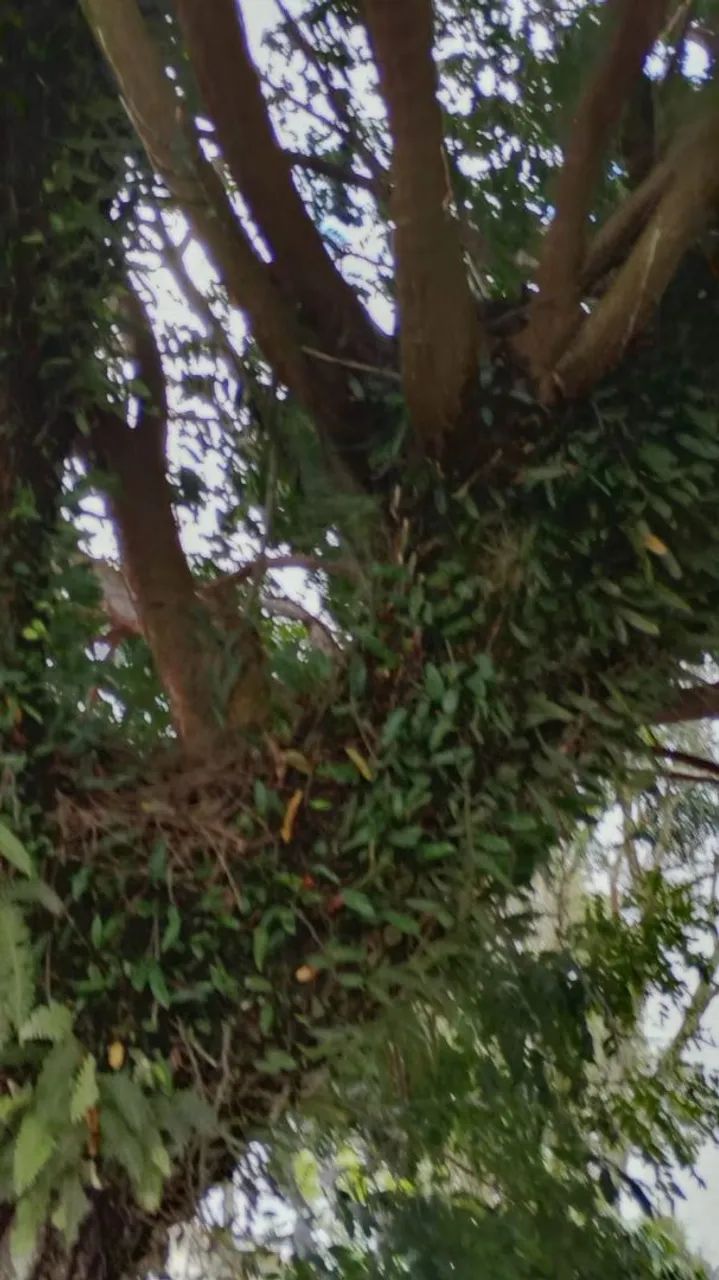 Corte e poda de árvores  - Foto 2
