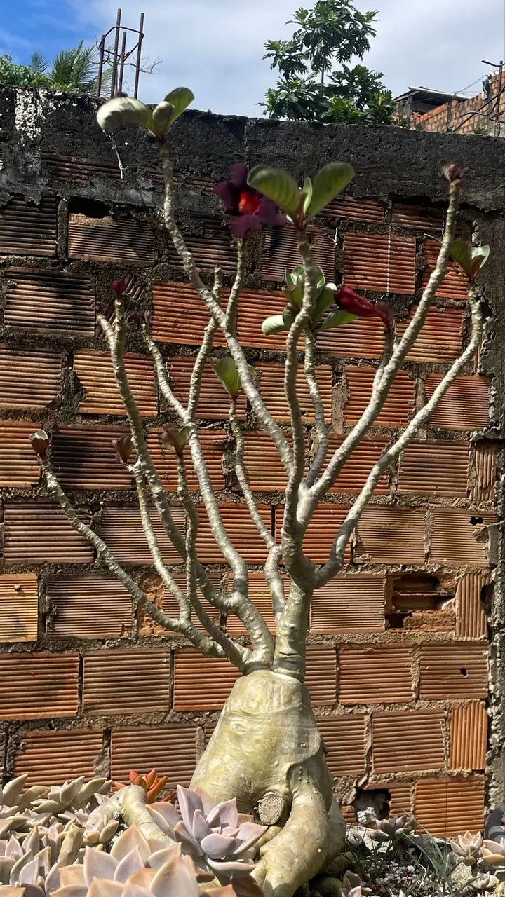 Rosas do deserto  - Foto 4