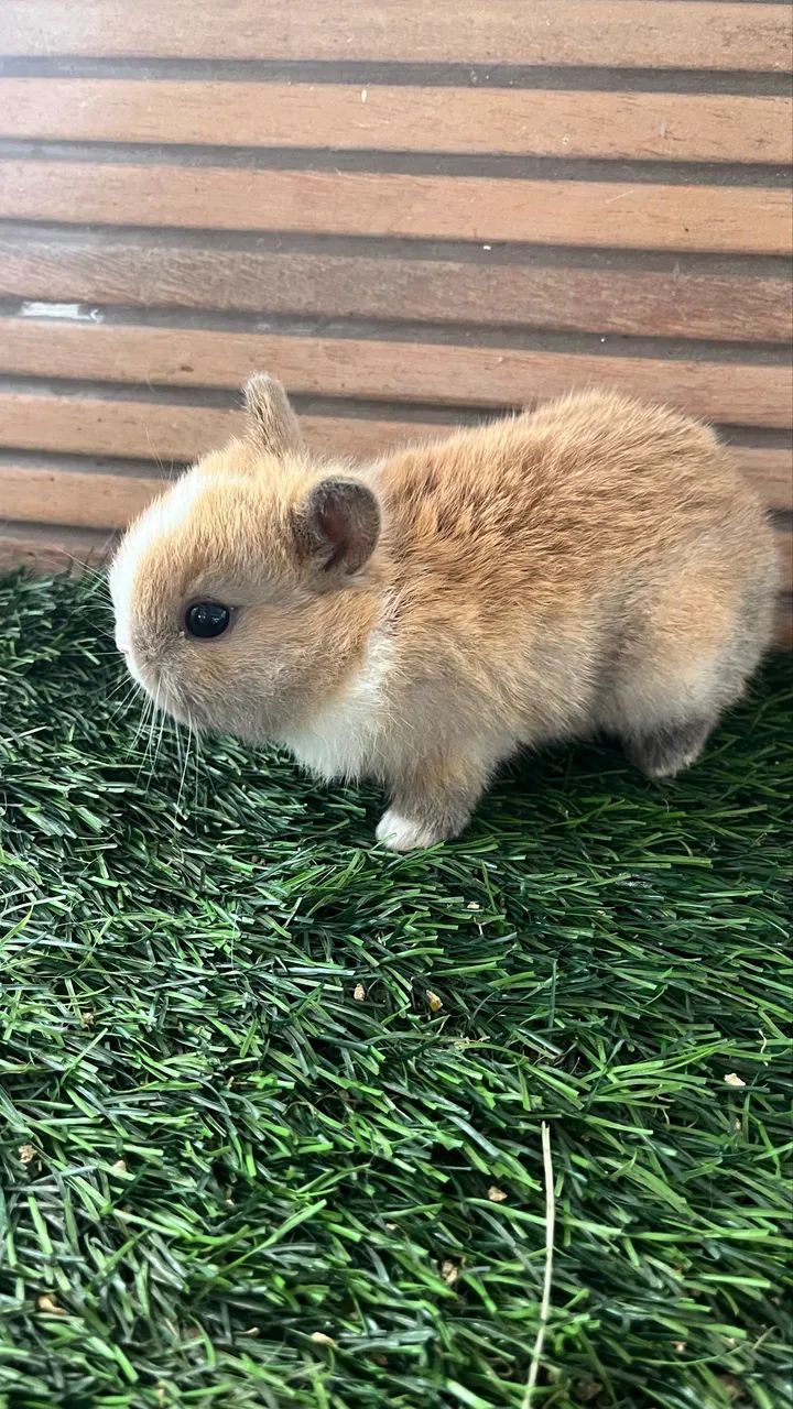 Mini coelho - Foto 3