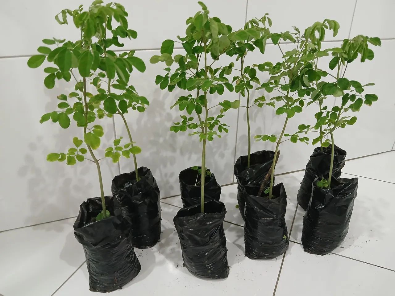Moringa  aleífera  kit 2 muda 35 cent. - Foto 3