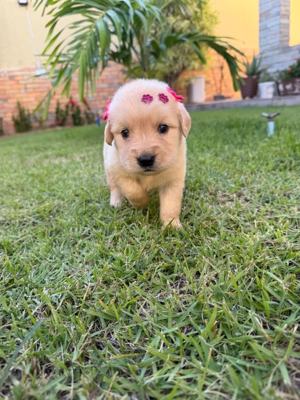 Golden retriever - Foto 4