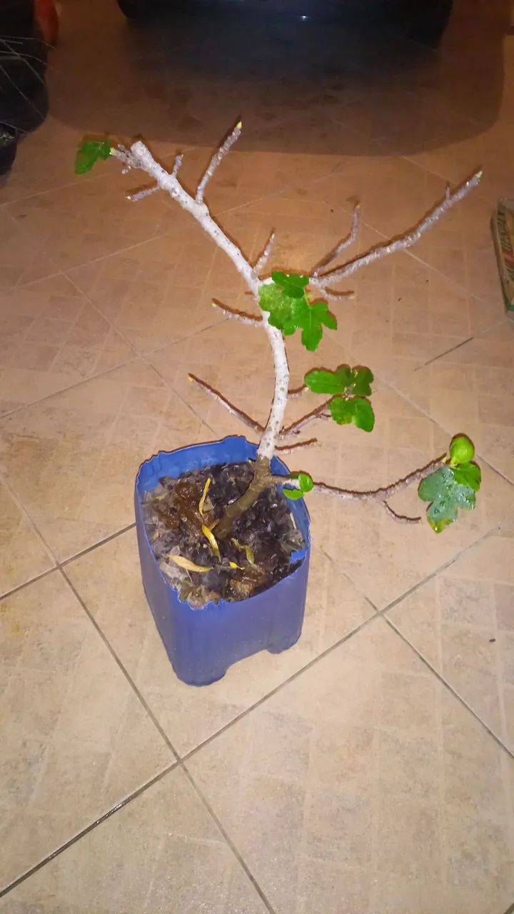 2 frutíferas  - Foto 2